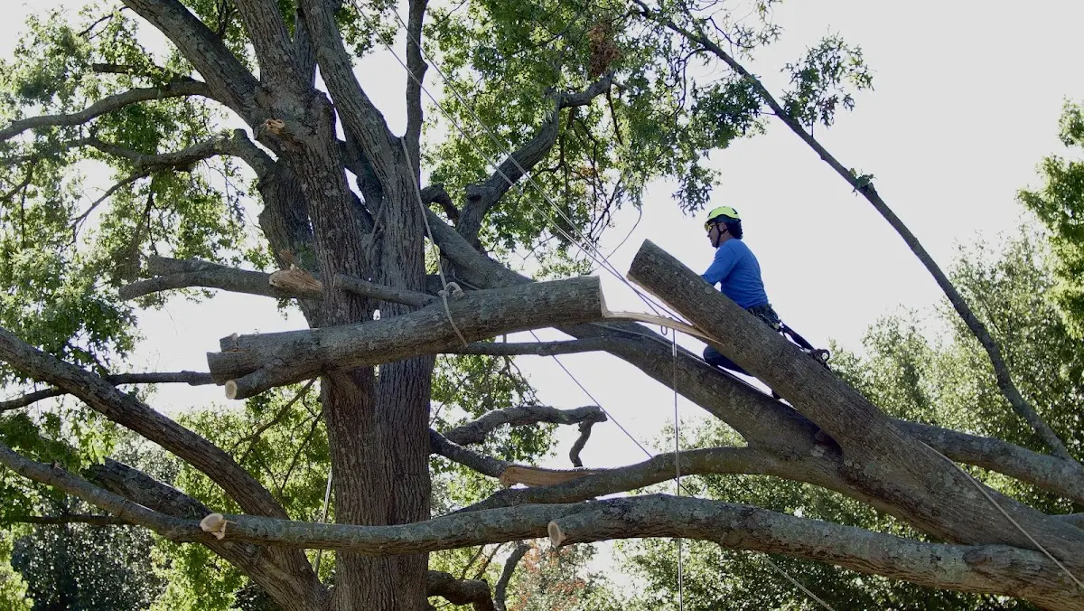 Professional Crown Thinning performed by certified arborists in Wyoming